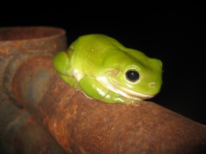 Green Tree Frog – Litoria caerulea (Photo by Carmen Amos)